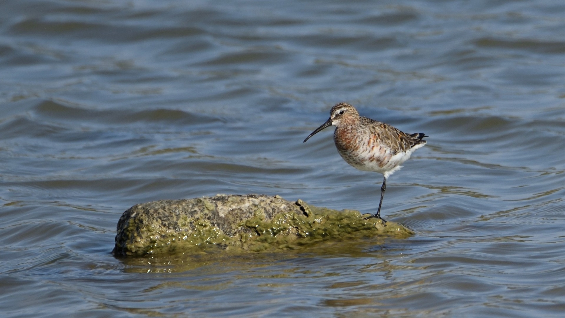Curlew Sandpiper
